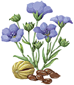 Экстракт льна